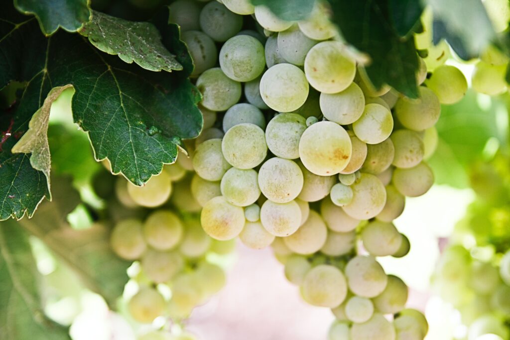 A bunch of green grapes on a vine.