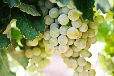A bunch of green grapes on a vine.